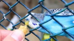 Misja jest spełniona: jak szybko porozmawiać falistą papugą